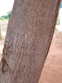 Acacia auriculiformis - Bark - Click to enlarge!