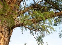 Acacia sieberiana - Foliage and thorns - Click to enlarge!