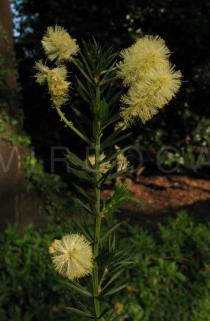 Acacia verticillata - Inflorescences - Click to enlarge!