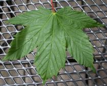 Acer pseudoplatanus - Upper surface of leaf - Click to enlarge!