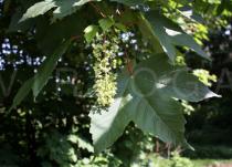 Acer pseudoplatanus - Foliage and inflorescence - Click to enlarge!