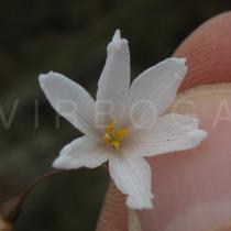 Acis autumnalis - Flower - Click to enlarge!