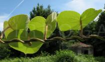 Actinidia deliciosa - Branch - Click to enlarge!