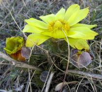 Adonis vernalis - Flower, side view - Click to enlarge!