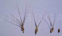 Aegilops neglecta - Spikelets, three-awned glumes of the apical spikelets and seed - Click to enlarge!