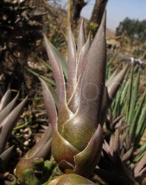 Agave vivipara - Juvenile plant sprouting in the infructescence - Click to enlarge!