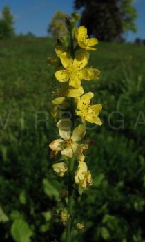 Agrimonia eupatoria - Inflorescence - Click to enlarge!