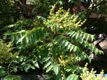 Ailanthus altissima - Inflorescence - Click to enlarge!