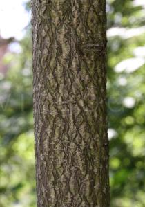 Ailanthus altissima - Bark - Click to enlarge!