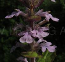 Ajuga reptans - Flower - Click to enlarge!