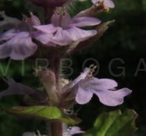 Ajuga reptans - Flower, side view - Click to enlarge!