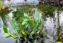 Alisma plantago-aquatica - Habit - Click to enlarge!