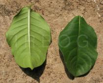 Allamanda blanchetii - Upper and lower surface of leaf - Click to enlarge!