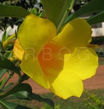 Allamanda cathartica - Flower - Click to enlarge!