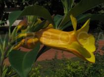 Allamanda cathartica - Flower, side view - Click to enlarge!