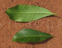 Allamanda cathartica - Upper and lower surface of leaf - Click to enlarge!