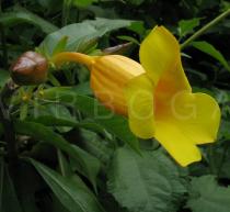 Allamanda cathartica - Flower, side view - Click to enlarge!