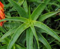 Aloe ciliaris - Foliage - Click to enlarge!