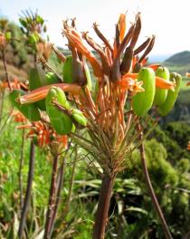 Aloe maculata - Inflorescence with flowers and fruits - Click to enlarge!