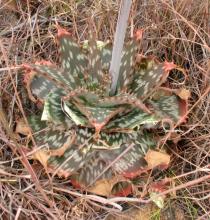 Aloe maculata - Rosette - Click to enlarge!