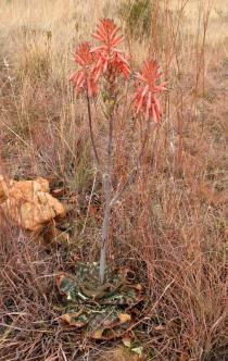 Aloe maculata - Habit - Click to enlarge!