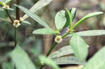 Alternanthera sessilis - Flowering branch - Click to enlarge!