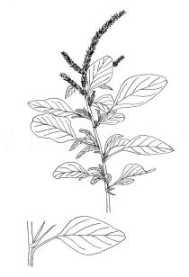 Amaranthus spinosus - Click to enlarge!