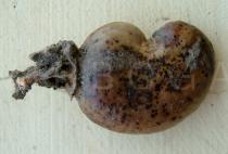 Anacardium occidentale - Ripe cashew fruit (drupe) - Click to enlarge!