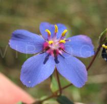 Anagallis monelli - Flower - Click to enlarge!