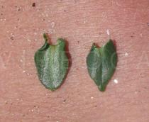 Anagallis monelli - Upper and lower surface of leaf - Click to enlarge!