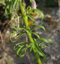 Anarrhinum bellidifolium - Stem section - Click to enlarge!