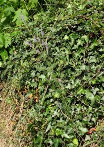 Anarrhinum bellidifolium - Habit - Click to enlarge!