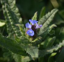 Anchusa arvensis - Flowers - Click to enlarge!