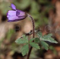 Anemone blanda - Flower, side view - Click to enlarge!