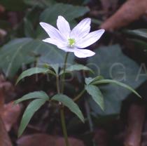 Anemone trifolia - Flower - Click to enlarge!