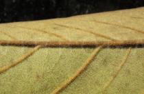 Annona monticola - Lower surface of leaf, close-up - Click to enlarge!