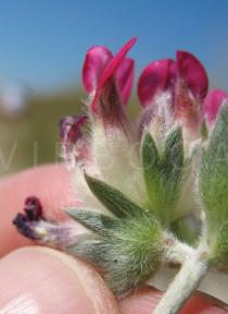 Anthyllis vulneraria - Single flower - Click to enlarge!
