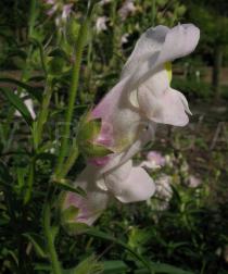 Antirrhinum hispanicum - Flower, side view - Click to enlarge!