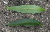 Antirrhinum hispanicum - Upper and lower surface of leaf - Click to enlarge!