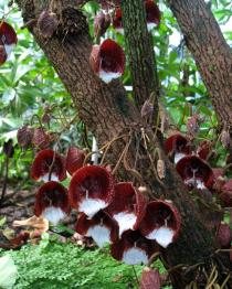 Aristolochia arborea - Flowers - Click to enlarge!