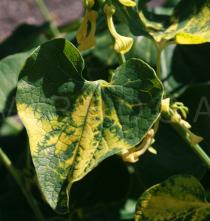 Aristolochia clematitis - Upper surface of leaf - Click to enlarge!