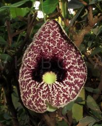 Aristolochia littoralis - Flower - Click to enlarge!