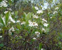 Aronia melanocarpa - Flowers - Click to enlarge!