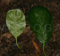 Artocarpus heterophyllus - Upper and lower surface of leaf - Click to enlarge!