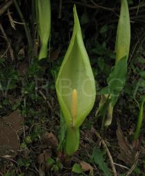Arum italicum - Inflorescence - Click to enlarge!