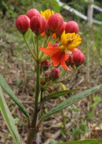 Asclepias curassavica - Inflorescence, side view - Click to enlarge!