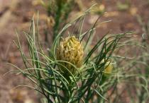 Asphodeline lutea - Developing inflorescence - Click to enlarge!