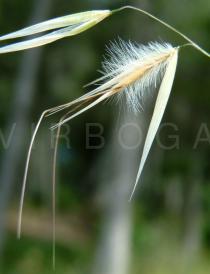 Avena barbata - Spikelet - Click to enlarge!