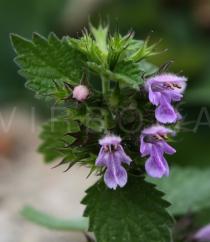 Ballota nigra - Flowers - Click to enlarge!