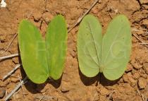 Bauhinia cheilantha - Upper and lower surface of leaf - Click to enlarge!